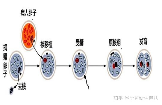 泰国美国供卵代生代怀拮抗剂方案的流程是什么，是否安全？