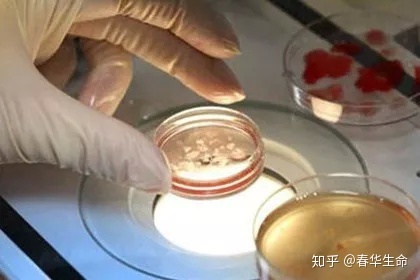 月经异常会影响做借卵供卵试管助孕治疗吗