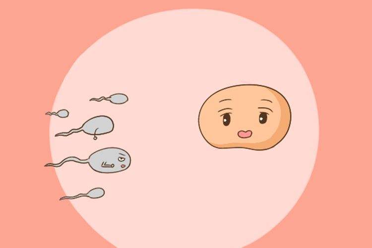 广州市红房子供卵做试管婴儿费用大约多少